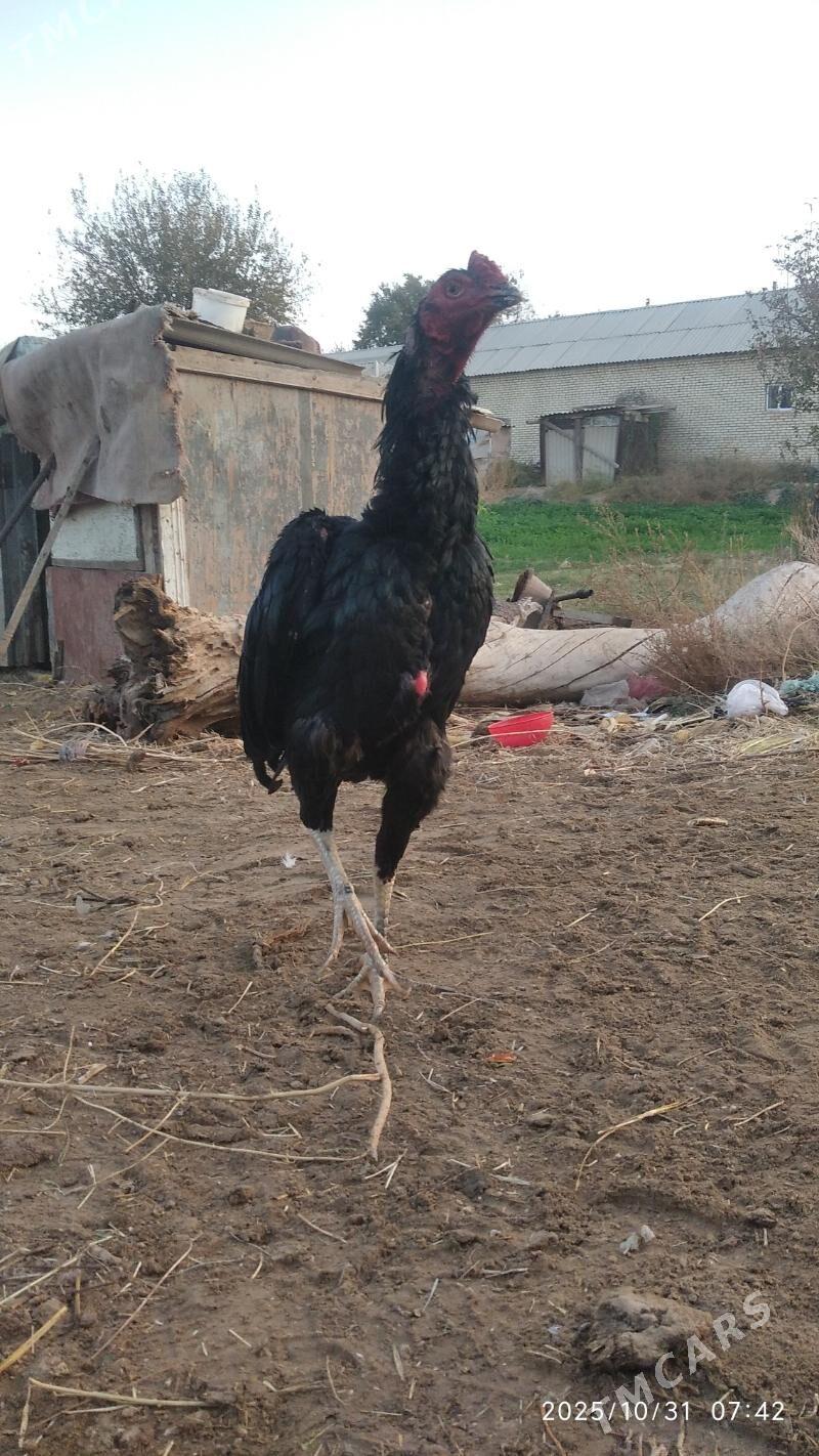 Garlawaç baýes linýa horaz - Wekilbazar - img 2