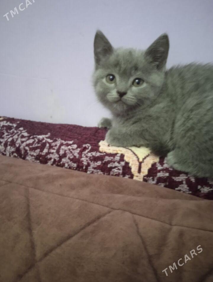 котята - Туркменабат - img 2