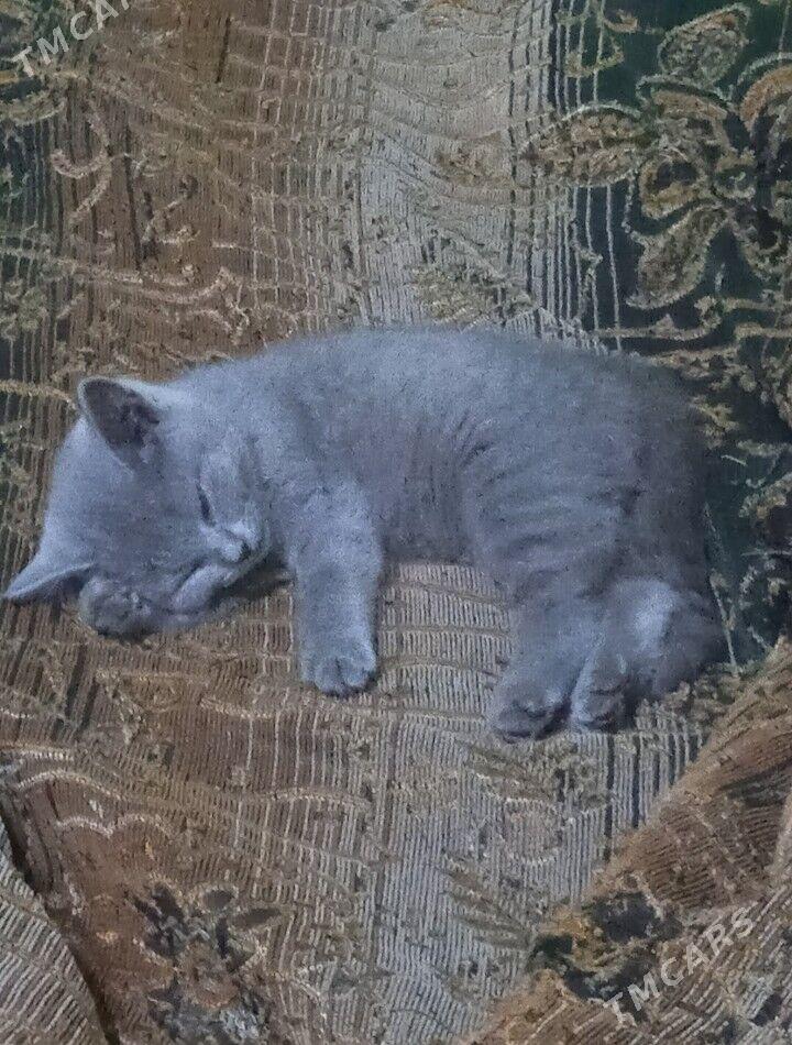 котята - Туркменабат - img 4