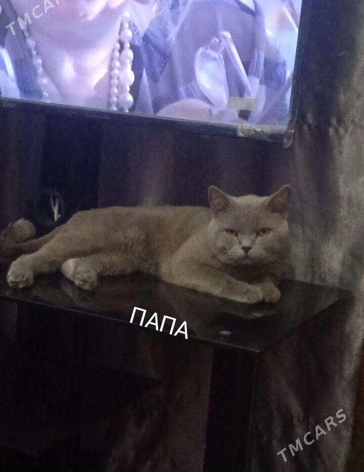 котята - Туркменабат - img 7