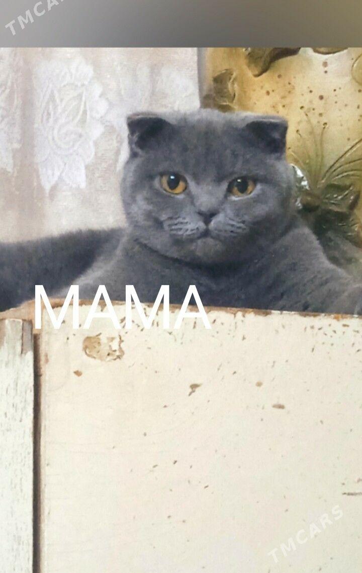 котята - Туркменабат - img 6