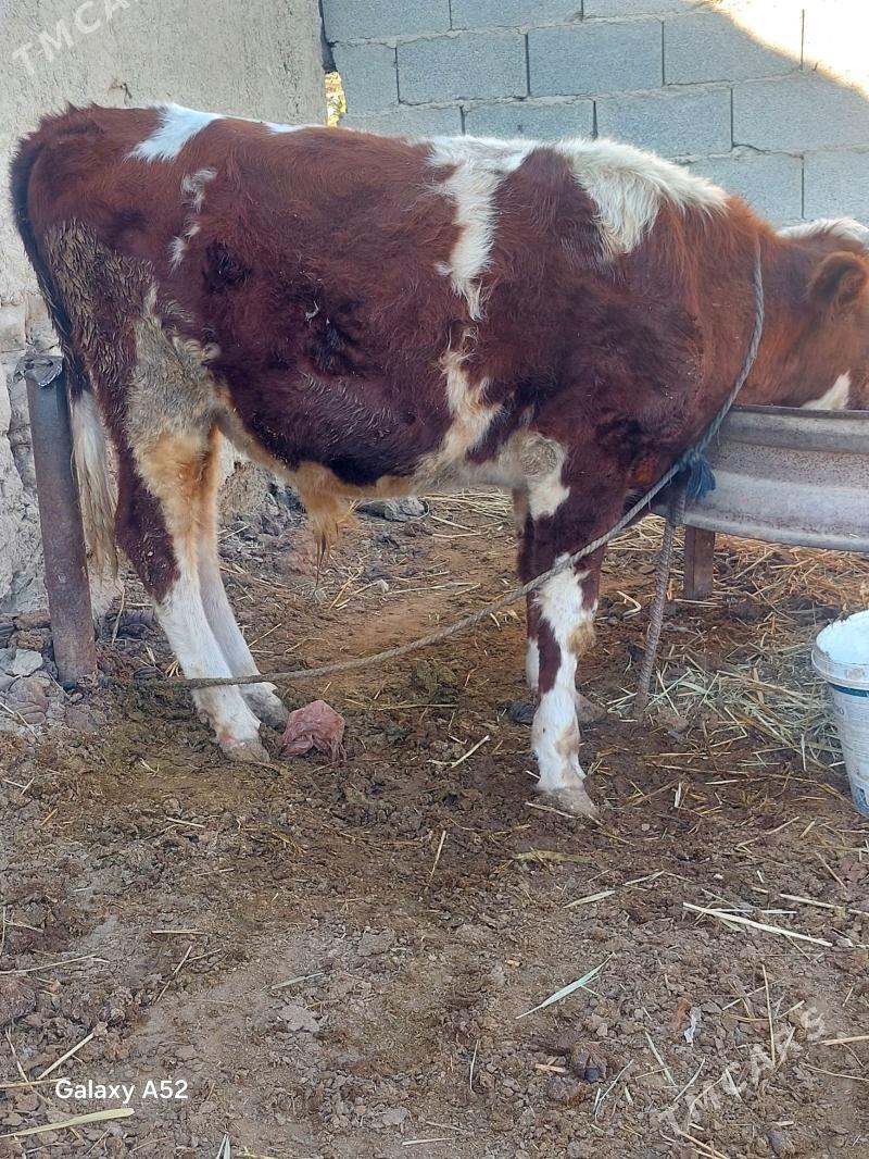 tohum oküz - Bäherden - img 1