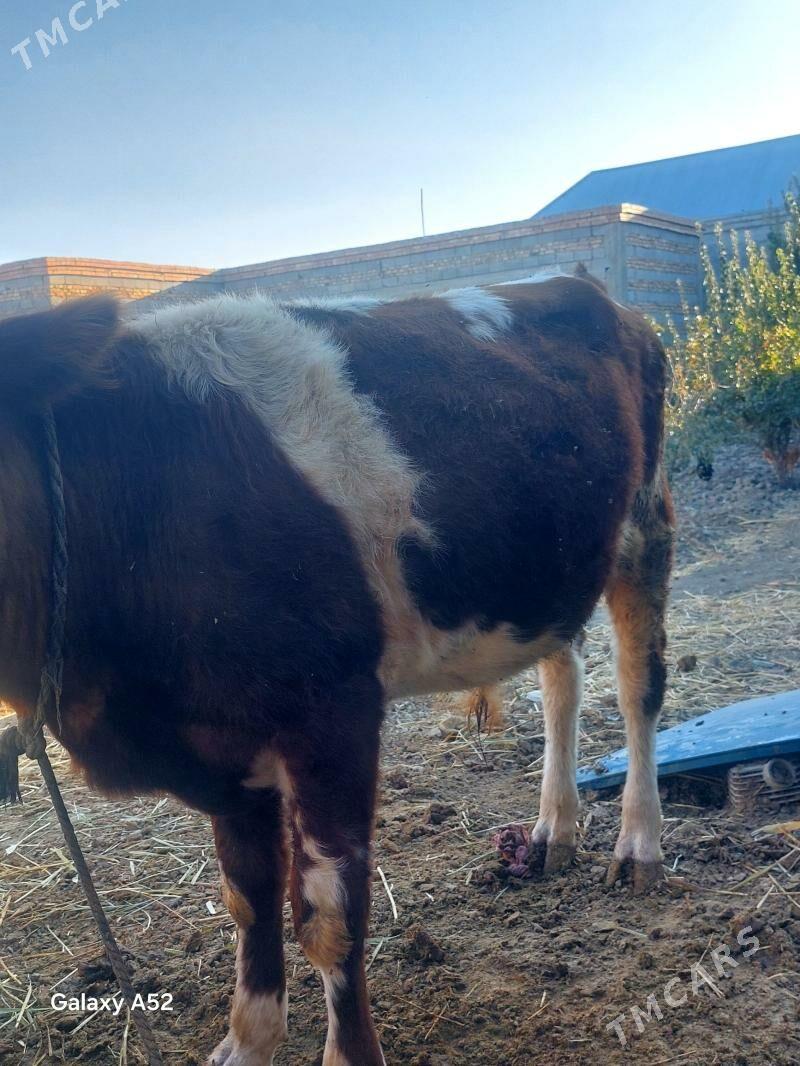 tohum oküz - Bäherden - img 2