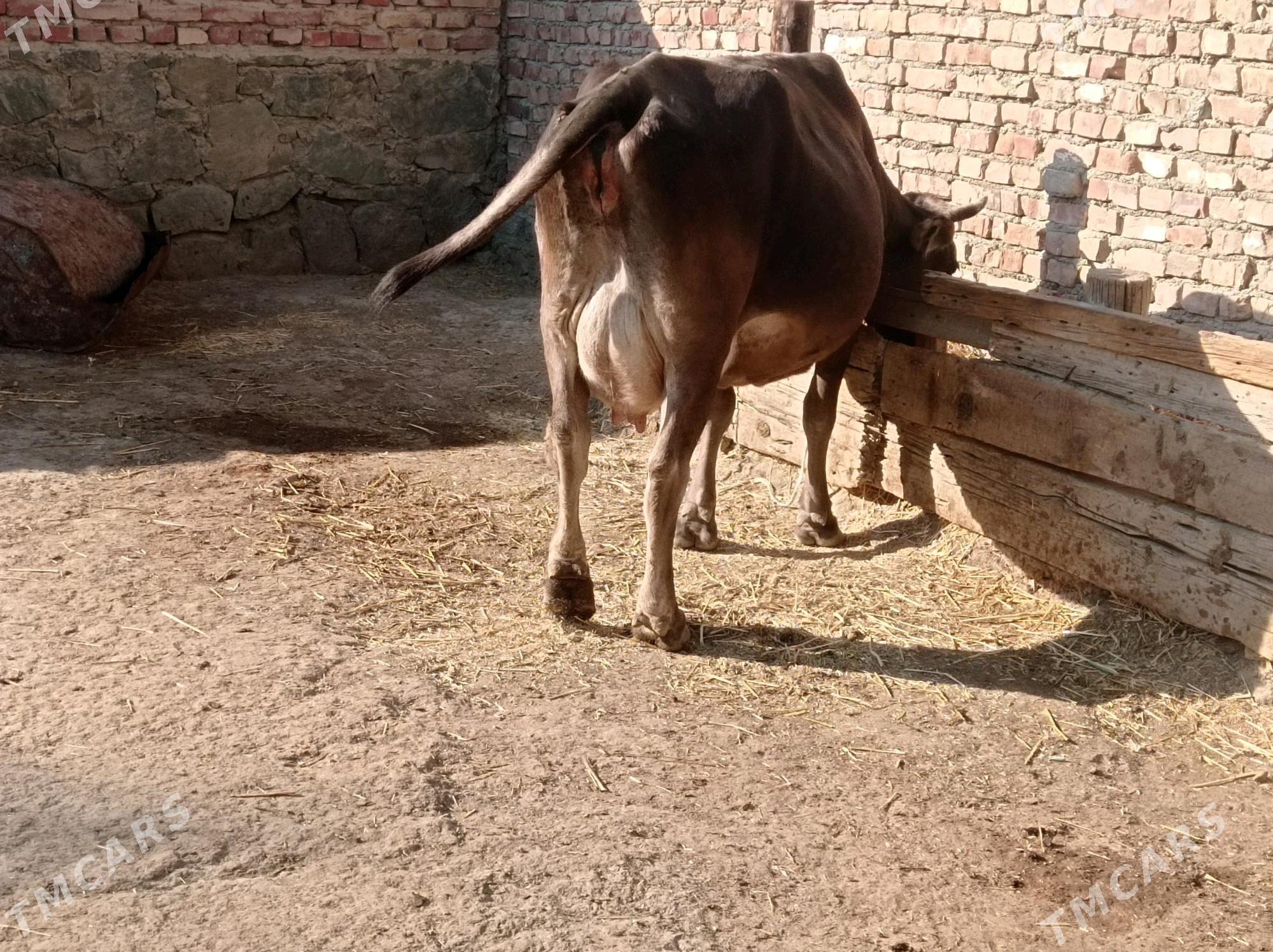 Göleli sygyr - Берекет - img 2