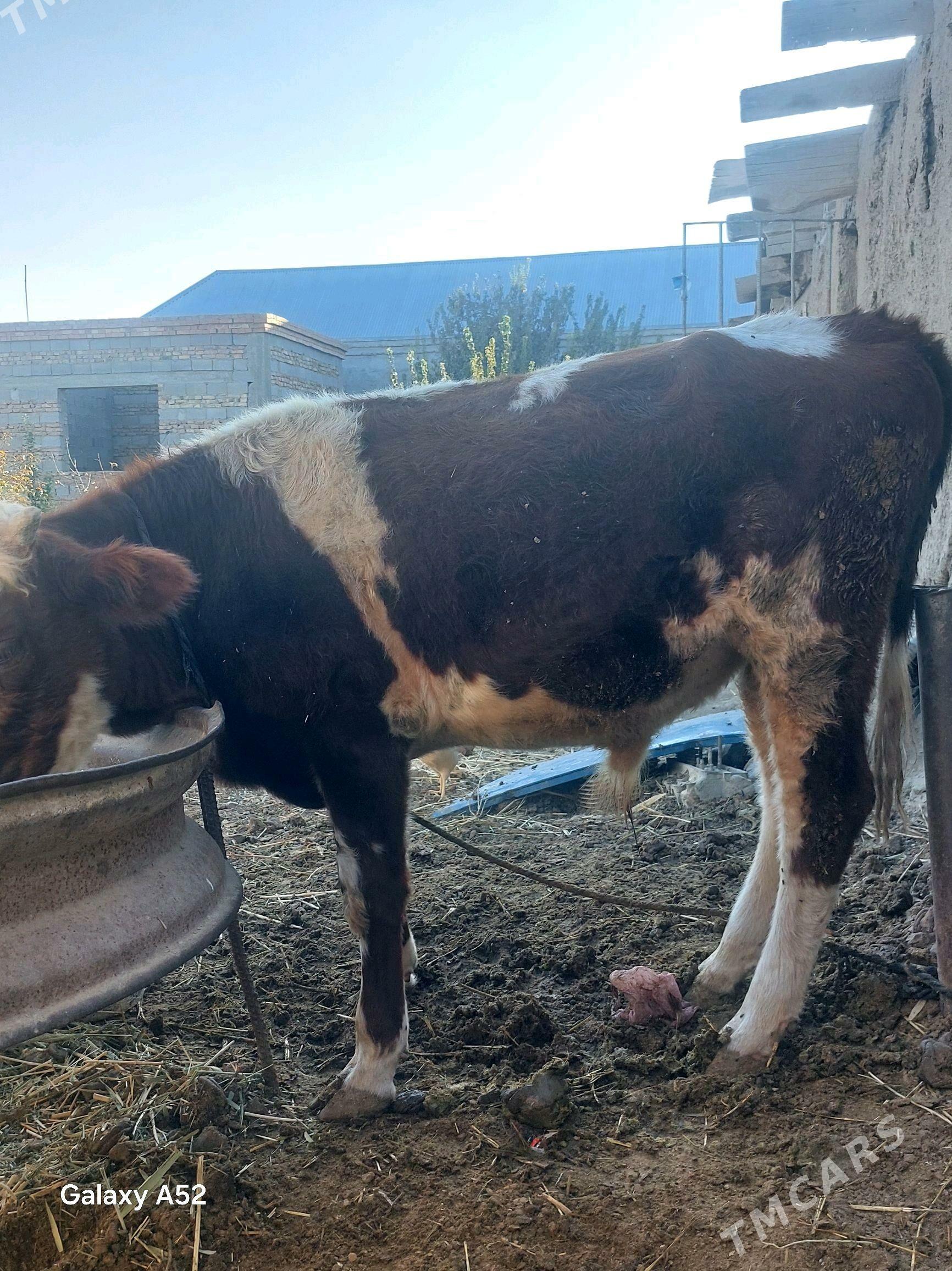 tohum oküz - Bäherden - img 3