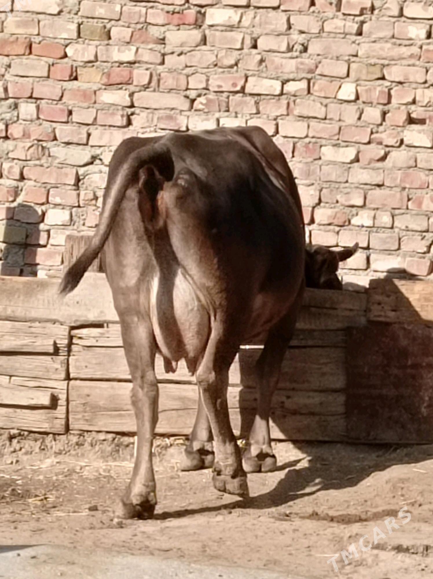 Göleli sygyr - Берекет - img 3