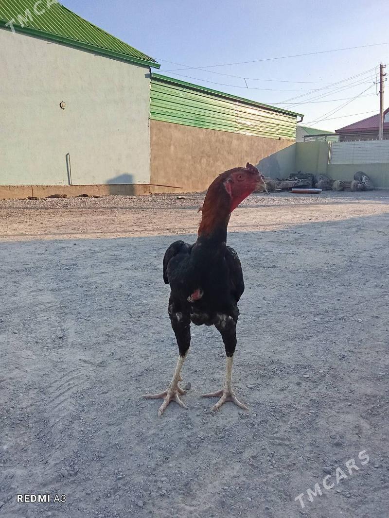 Taşkent horaz abmen bar - Büzmeýin - img 3