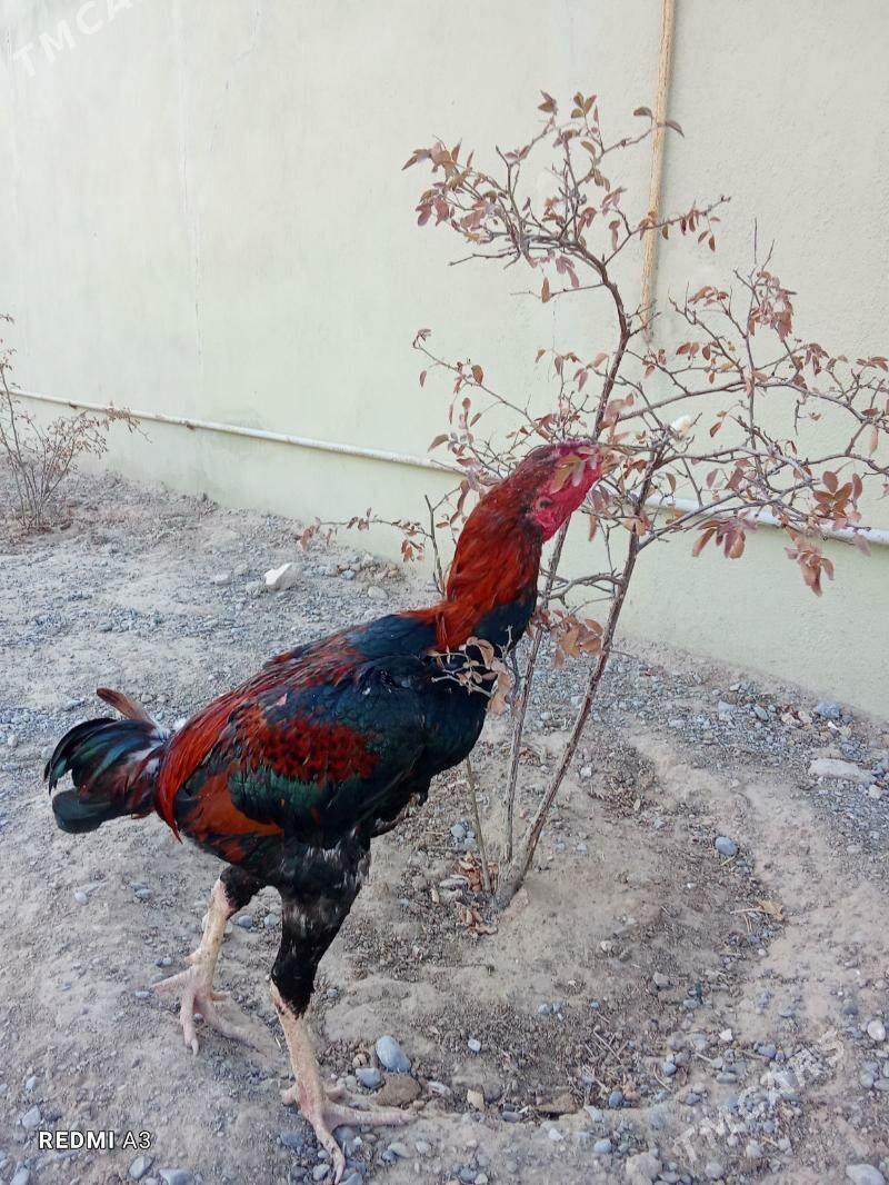 Taşkent horaz abmen bar - Büzmeýin - img 2