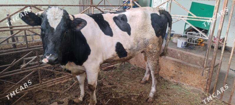 Sygyr - Gökdepe - img 1