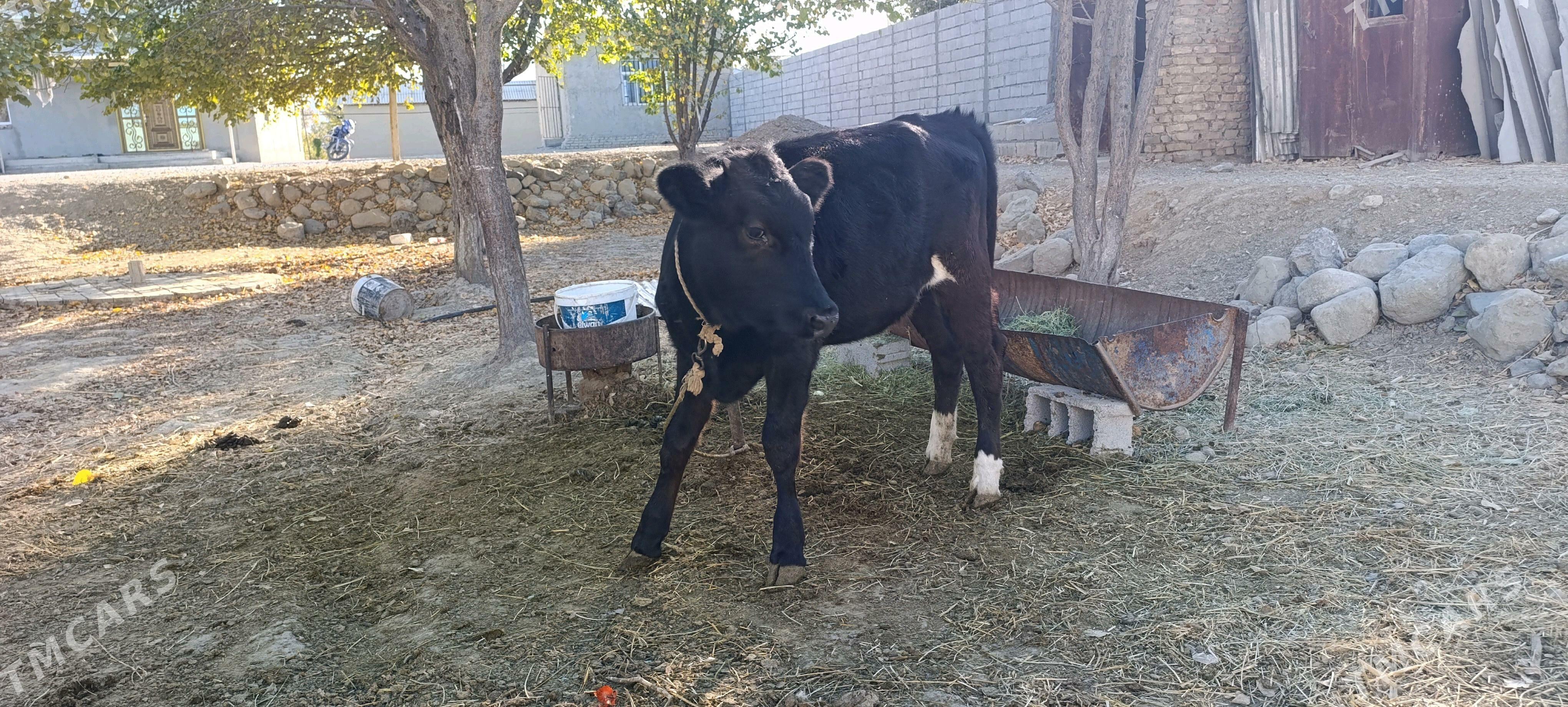 tuwe - Bäherden - img 2