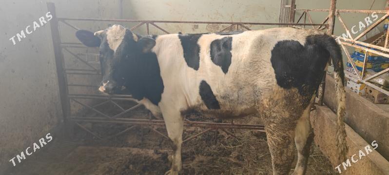 Sygyr - Gökdepe - img 4