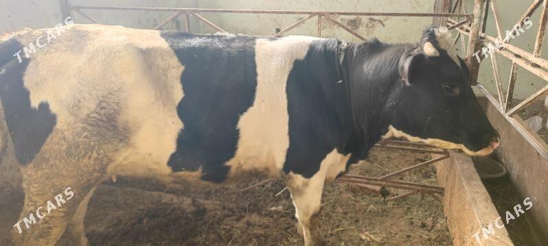 Sygyr - Gökdepe - img 2