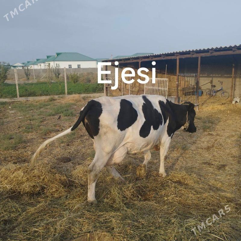 Sygyr - Gökdepe - img 5