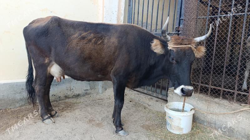 göleli sygyr - Балканабат - img 3