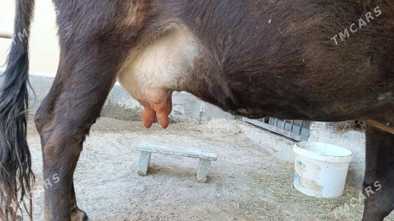 göleli sygyr - Балканабат - img 2