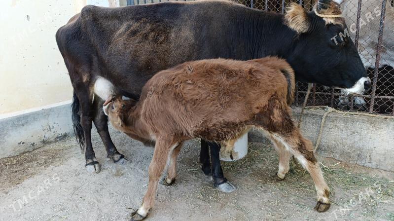 göleli sygyr - Балканабат - img 1