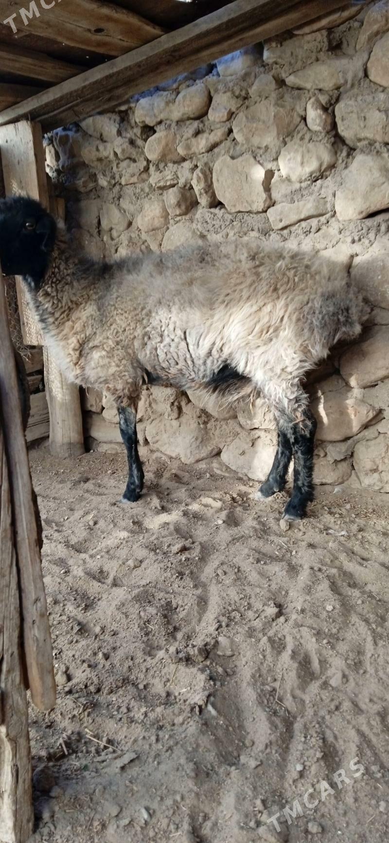 goýun - Джебел - img 5