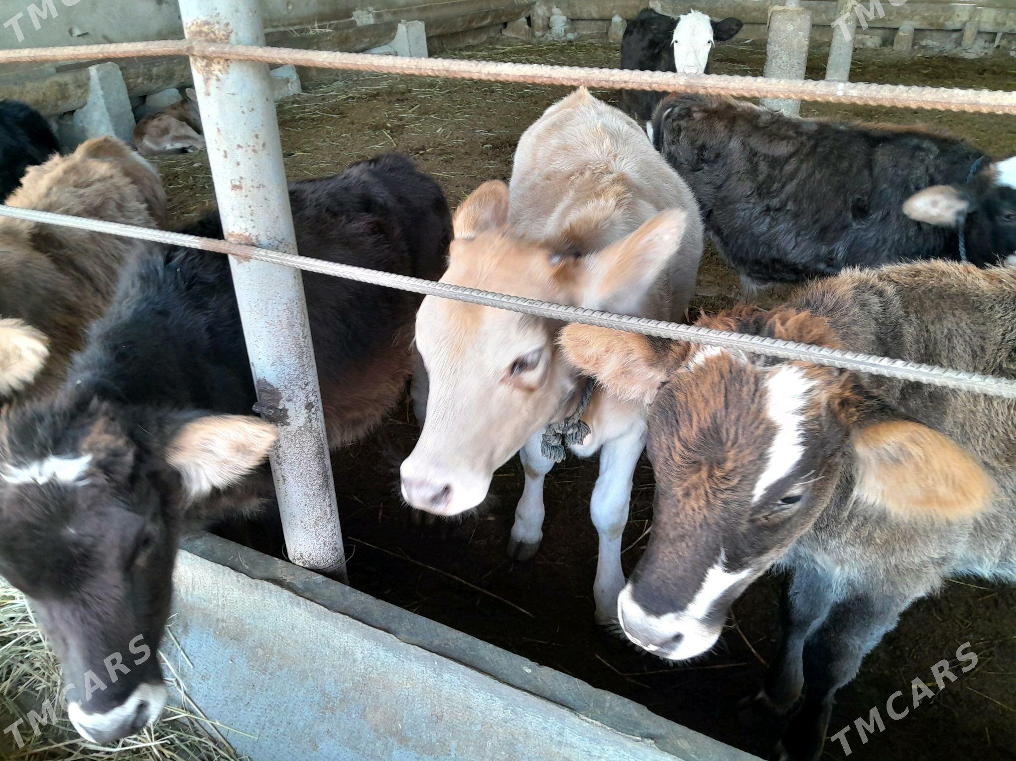 Göle tüwe 7 Aýlyk - Гёкдепе - img 2