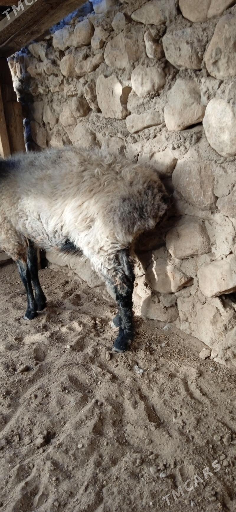 goýun - Джебел - img 4