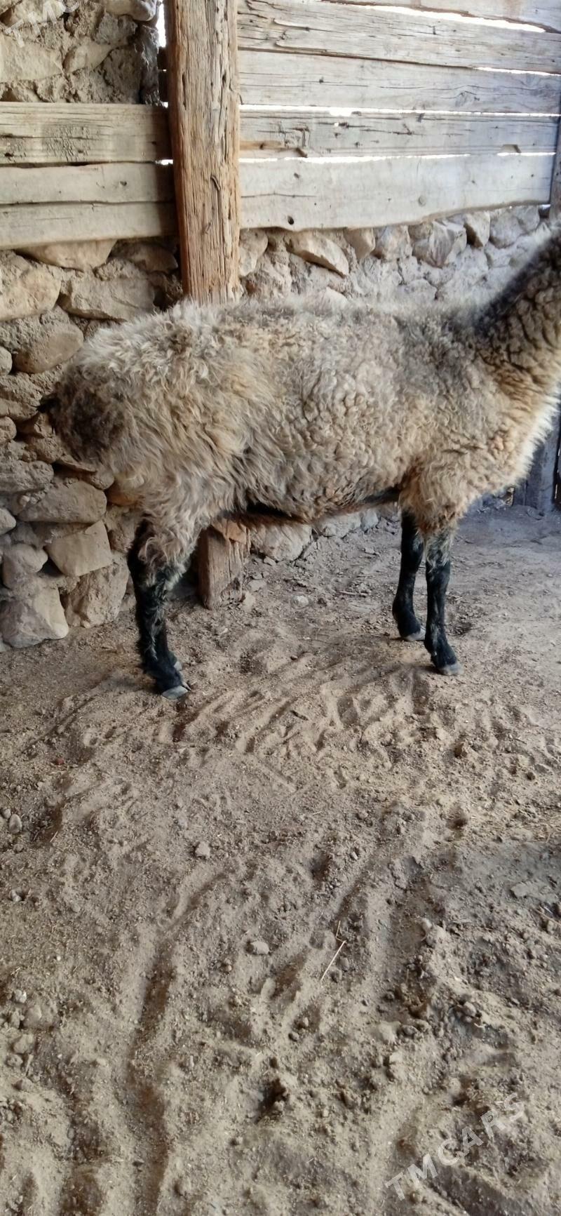 goýun - Джебел - img 6