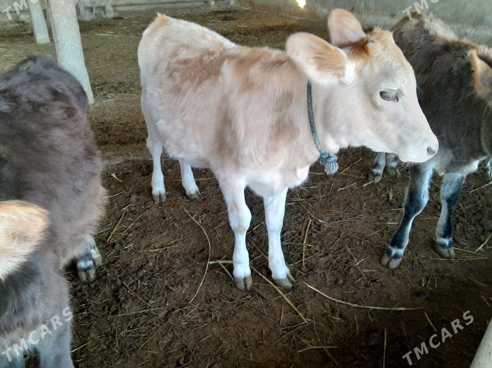 Göle tüwe 7 Aýlyk - Гёкдепе - img 1