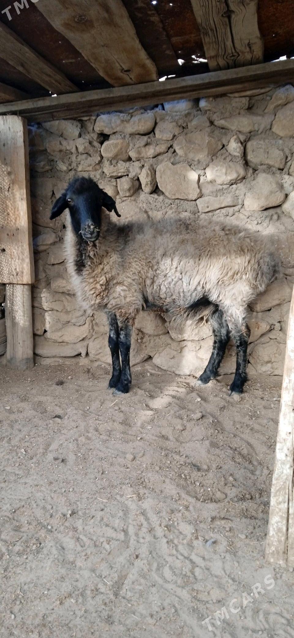 goýun - Джебел - img 2