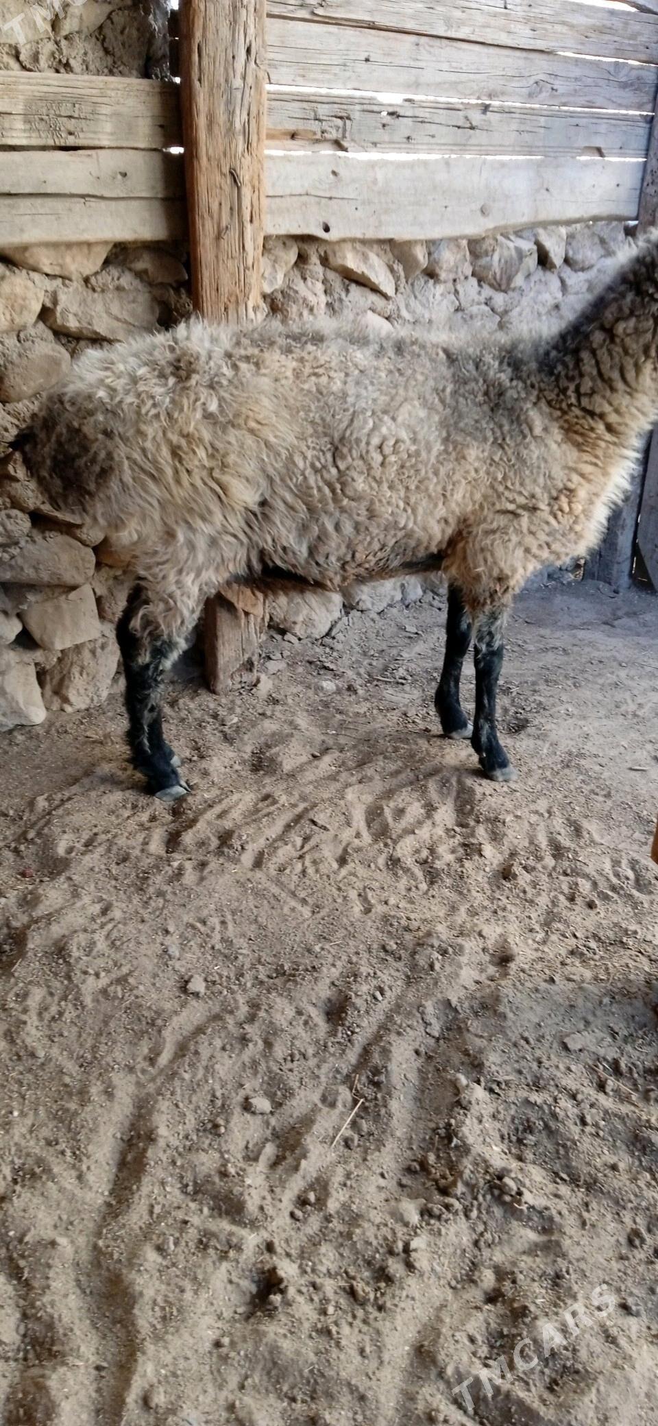 goýun - Джебел - img 3