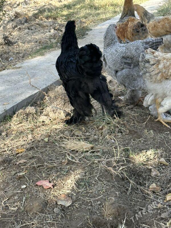 brama - Гёкдже - img 6