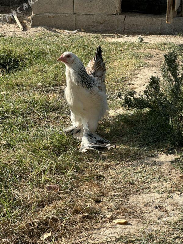 brama - Гёкдже - img 1