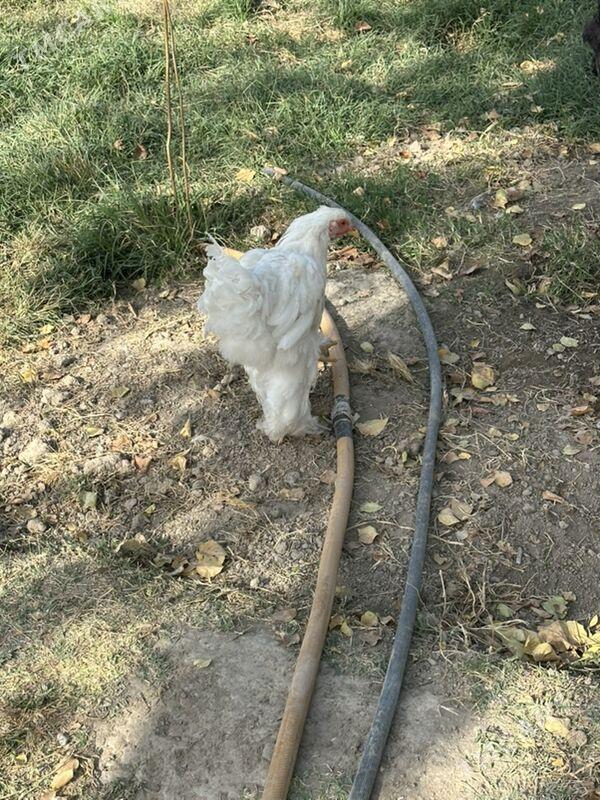 brama - Гёкдже - img 3