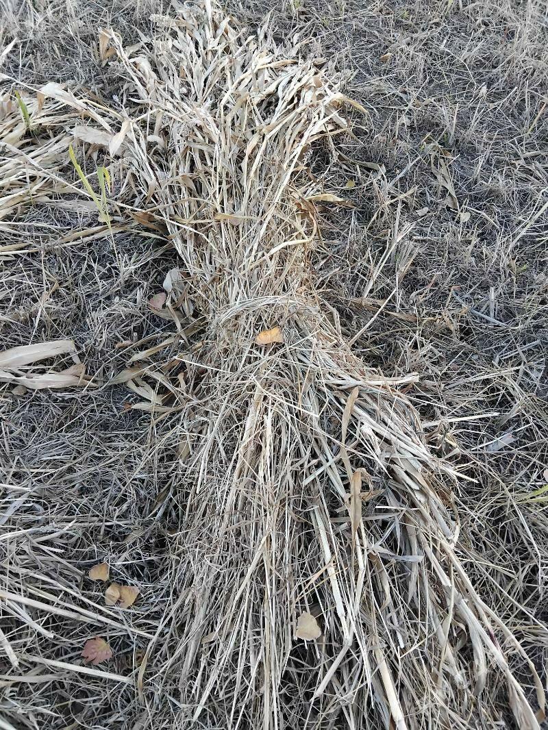 Mal ot - Губадаг - img 4