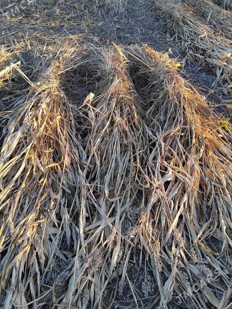 Mal ot - Губадаг - img 2