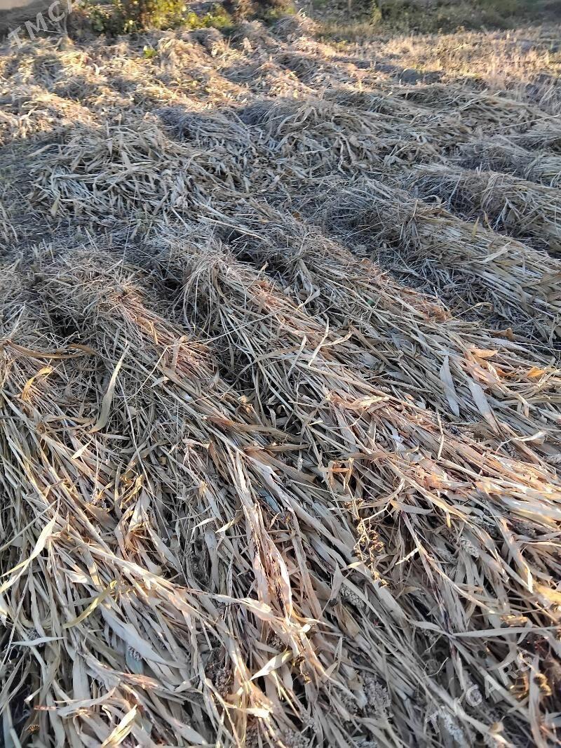 Mal ot - Губадаг - img 1