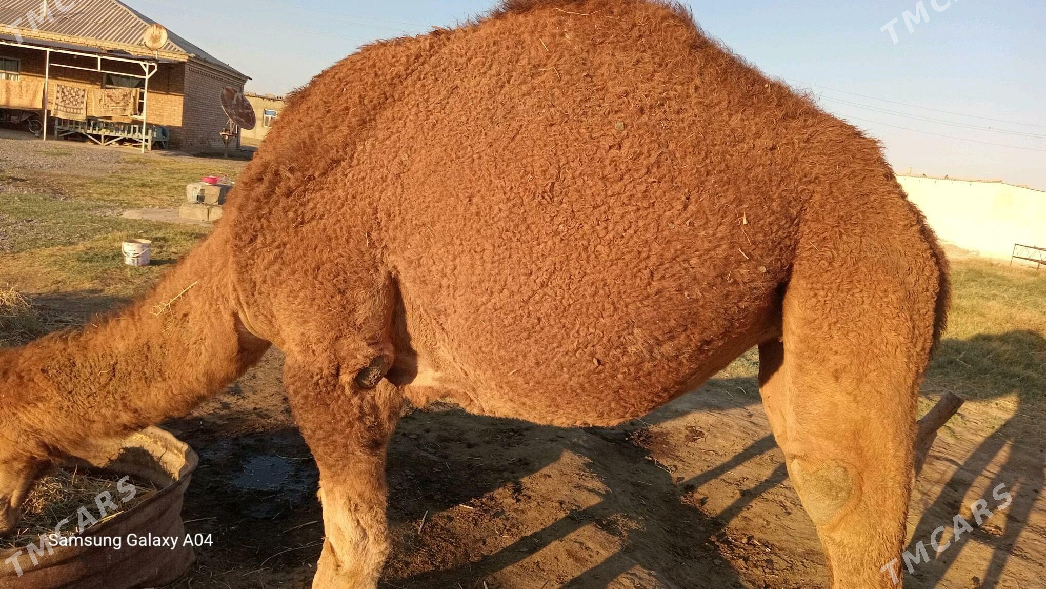 Yashajyk gurat duye - Bäherden - img 2