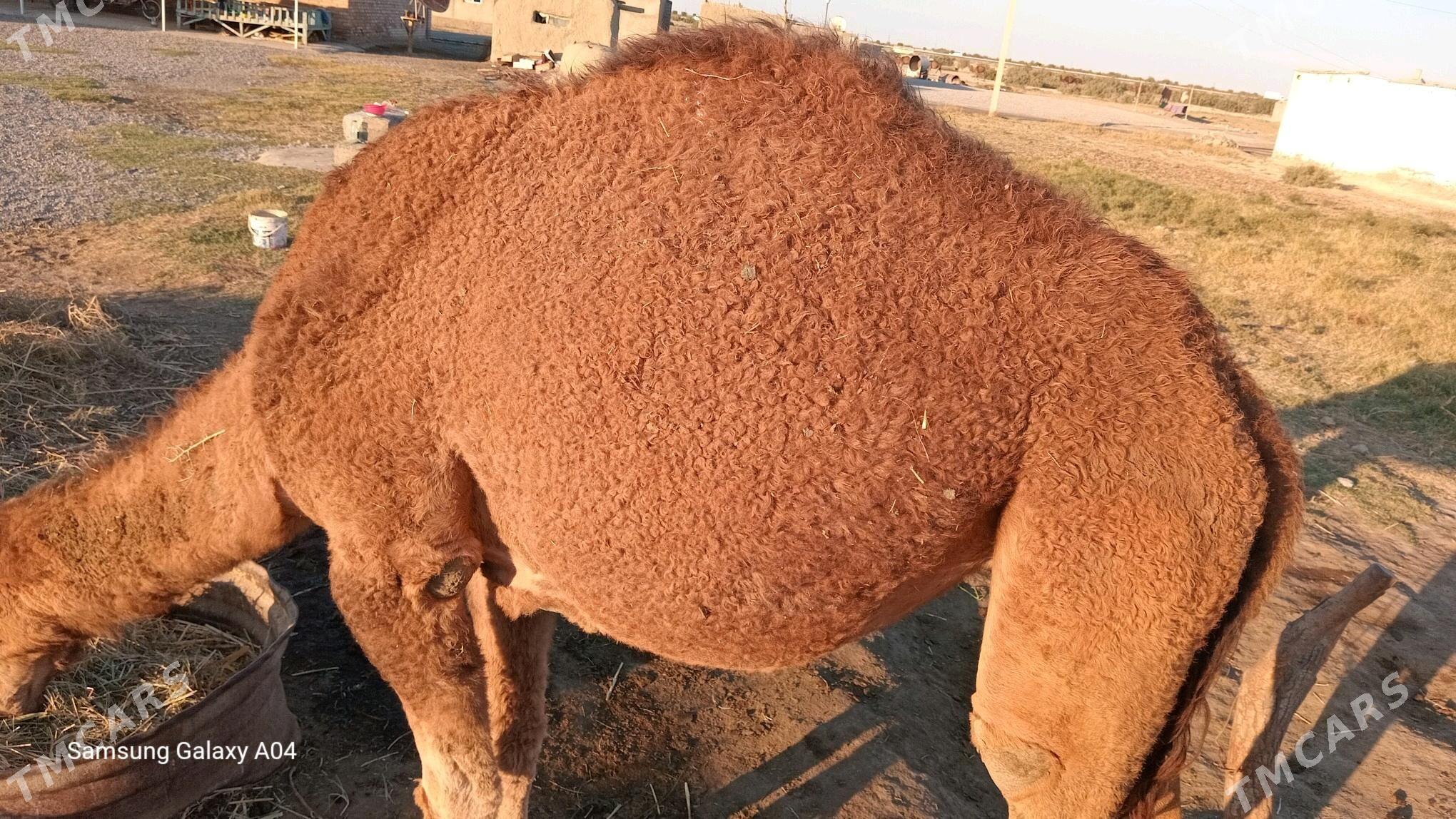 Yashajyk gurat duye - Bäherden - img 3