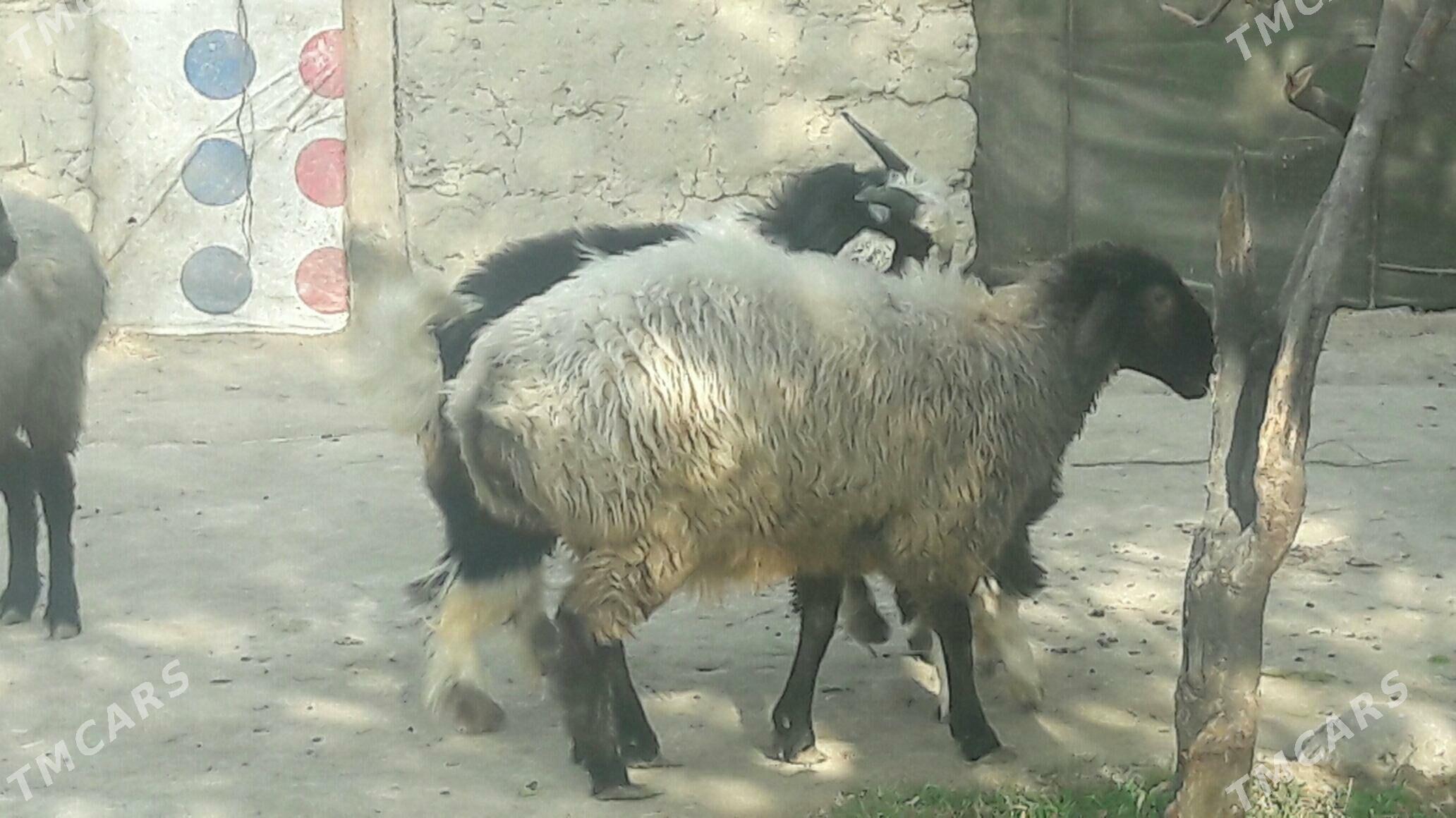 ТОКЛИ - Бахарден - img 2