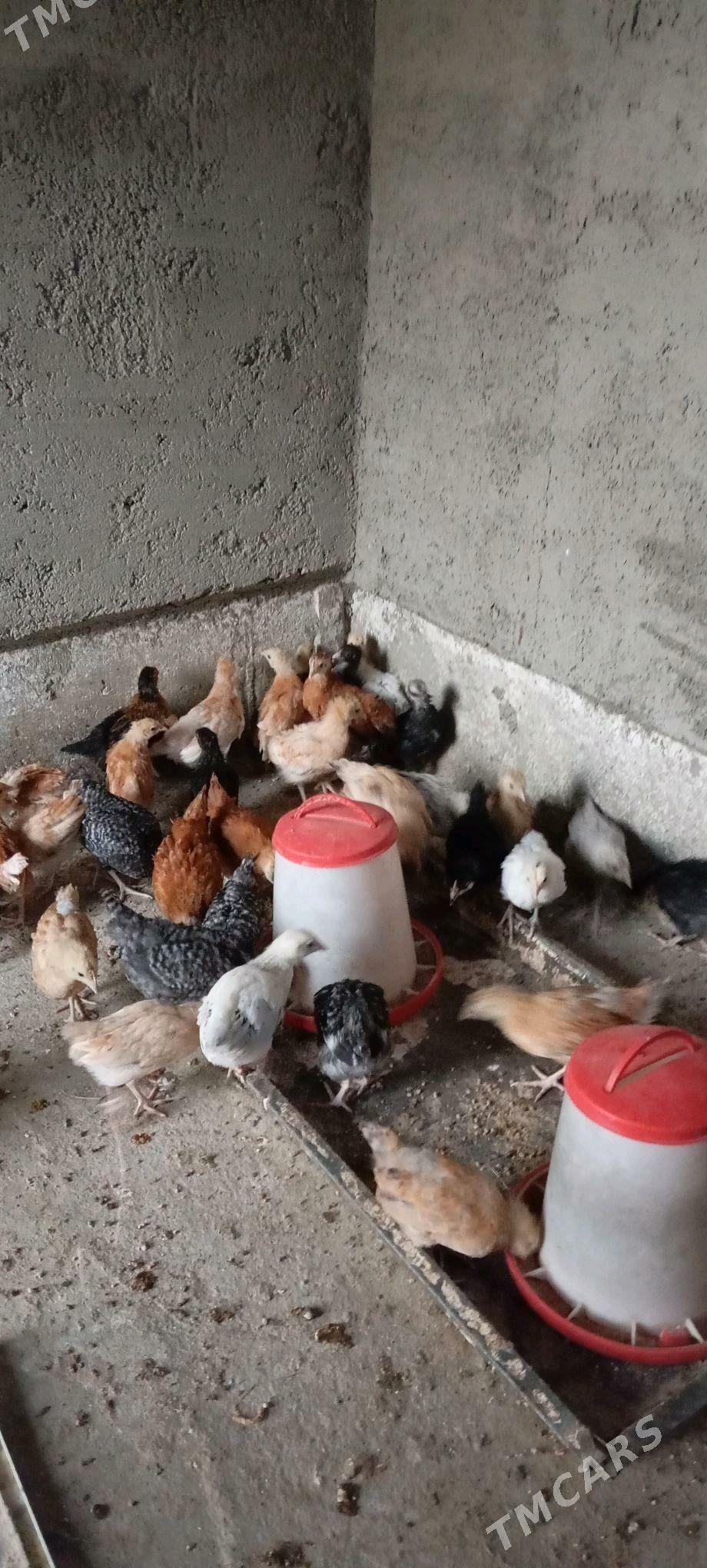 Elin Tejen juje - Бахарден - img 4