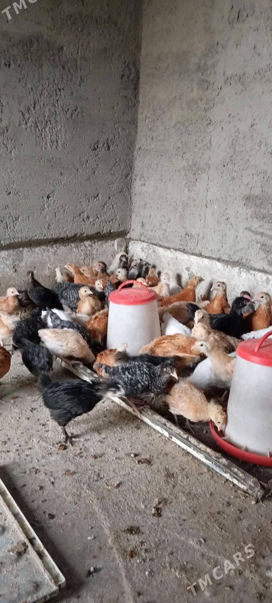 Elin Tejen juje - Бахарден - img 3