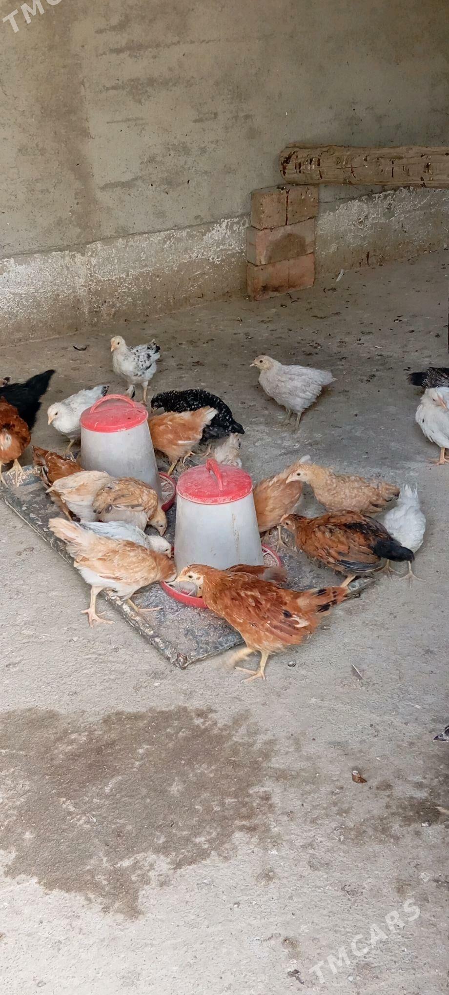 Elin Tejen juje - Бахарден - img 2