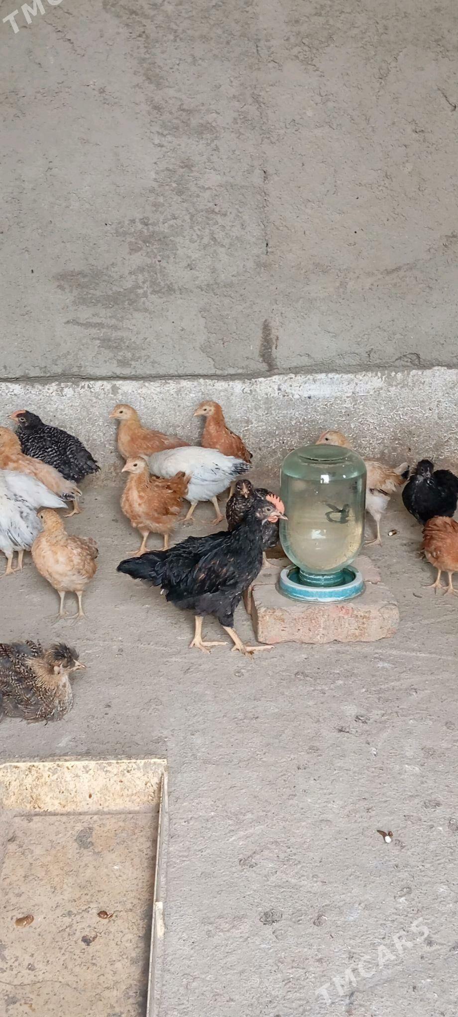 Elin Tejen juje - Бахарден - img 1