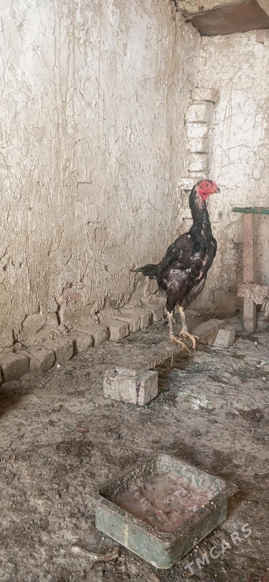 horaz - Bäherden - img 1