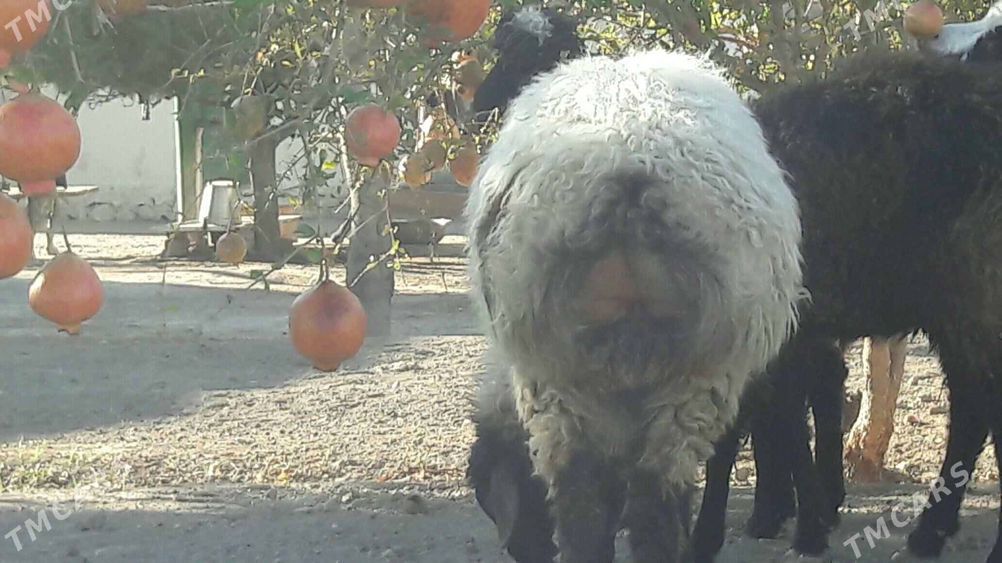 ТОКЛИ - Бахарден - img 3