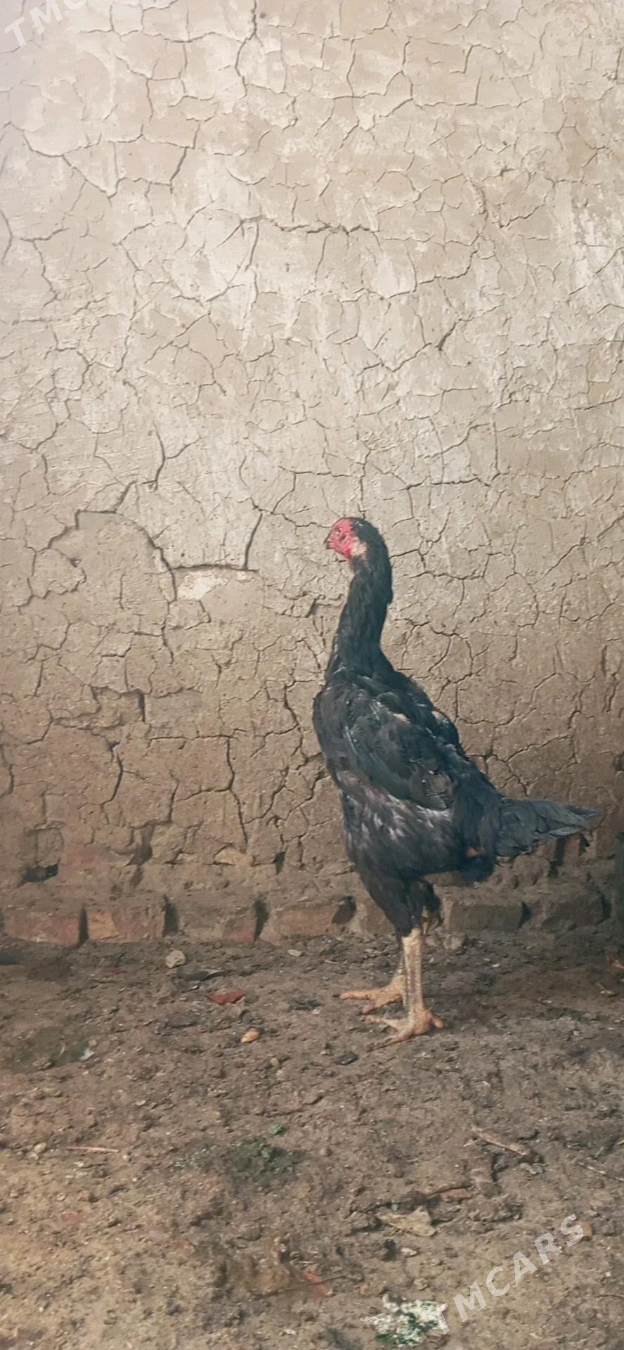 horaz - Bäherden - img 3