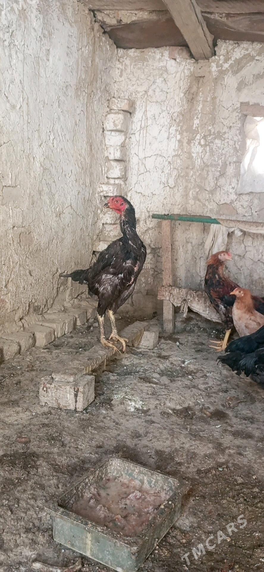 horaz - Bäherden - img 4