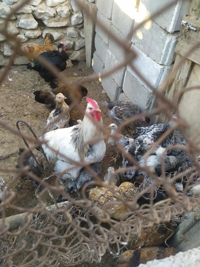 Towuk Horaz Jüyjeler - Jebel - img 3