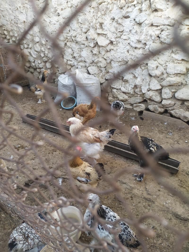 Towuk Horaz Jüyjeler - Jebel - img 2