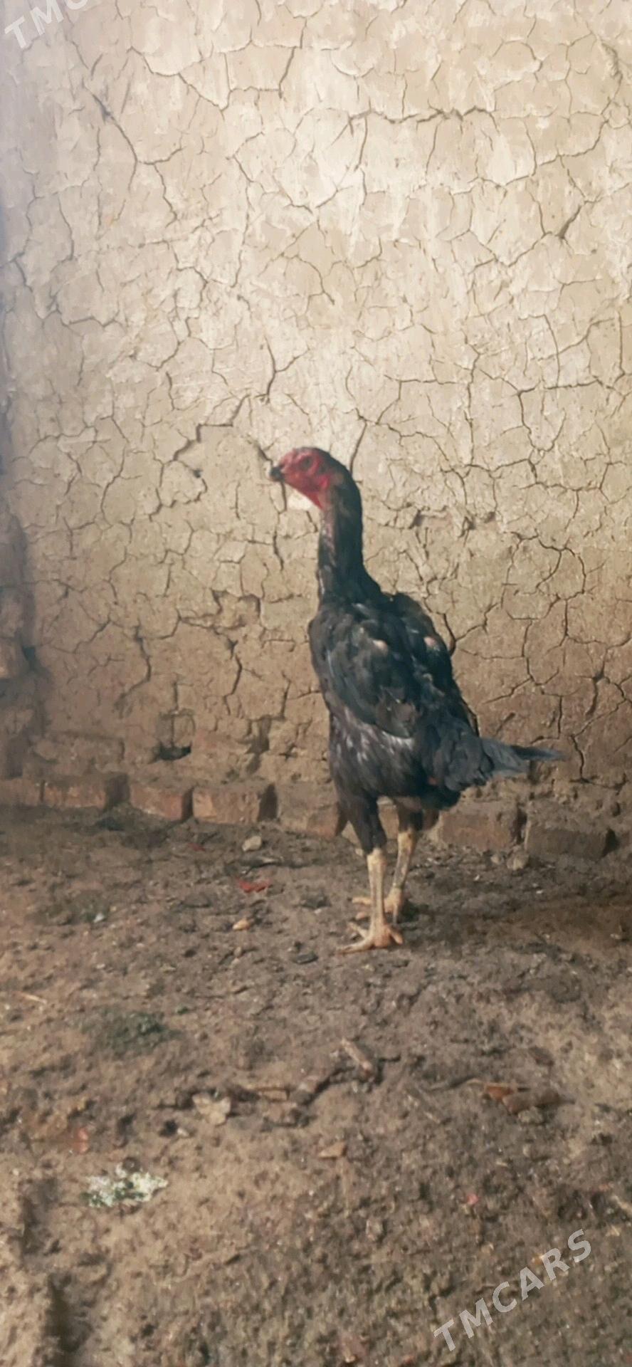 horaz - Bäherden - img 2