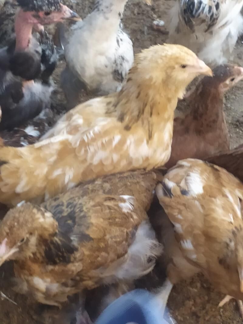 Towuk Horaz Jüyjeler - Jebel - img 4