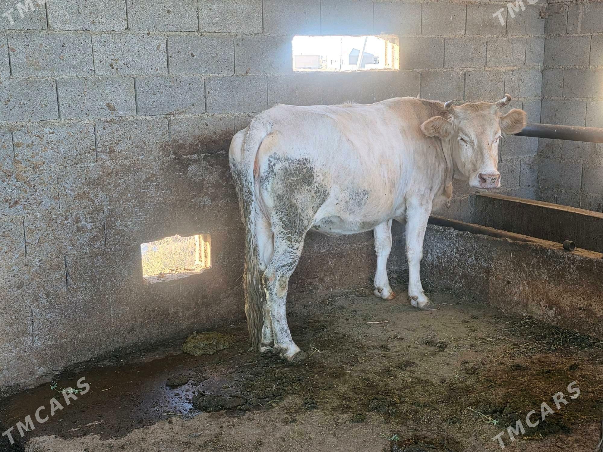 göleli sygyr - Bäherden - img 1