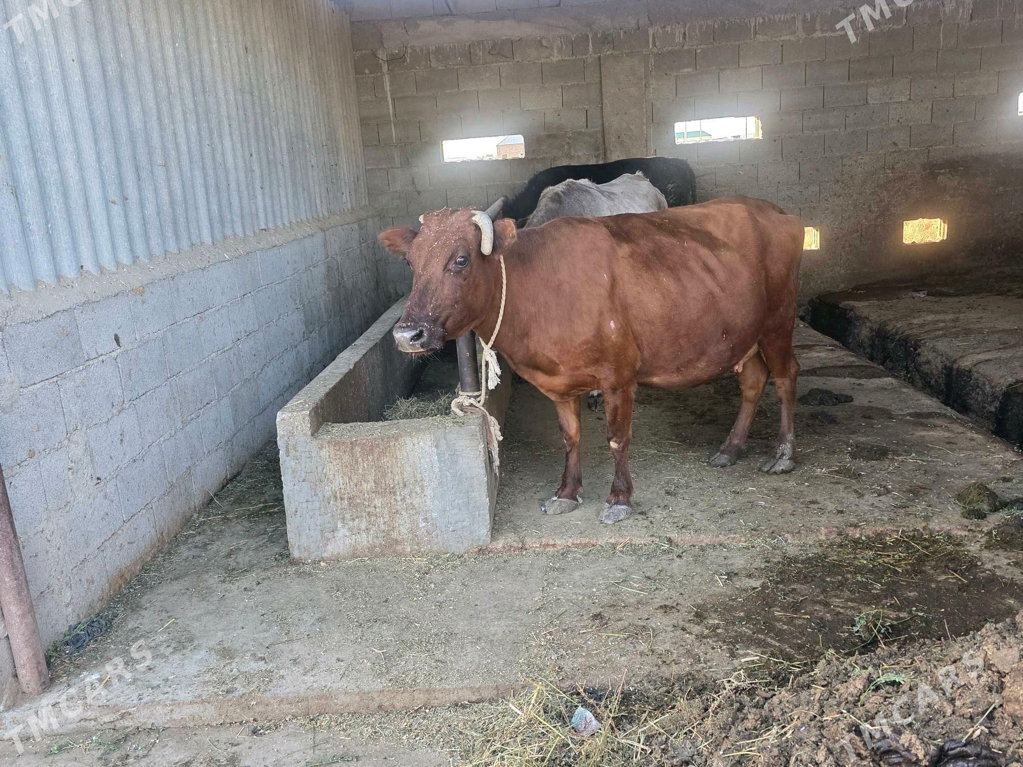 göleli sygyr - Bäherden - img 3